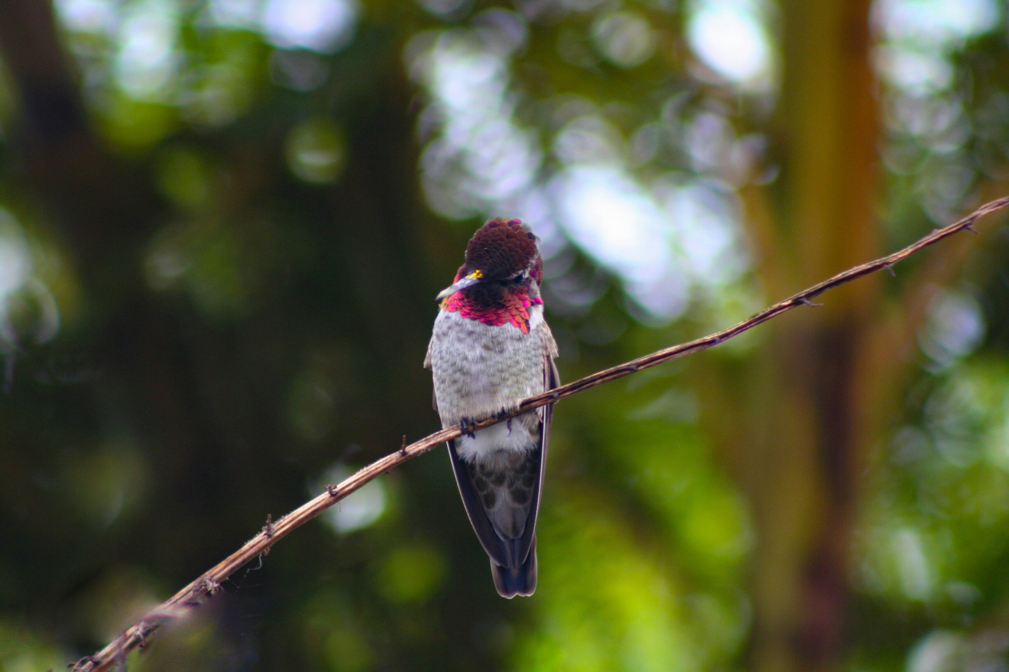 gray and red bird